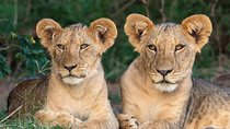 7 Day Private Mid Range Big Five Safari to Tanzania Park