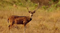  3 Days Koshi Tappu Wildlife Reserve Tour from Kathmandu