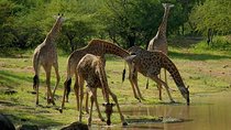 Serengeti, ngorongoro, manyara 5 days 4 night