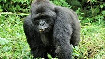 Uganda 4 days Gorilla Trekking 