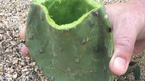 Sonoran Desert- Wild Foods and Traditional Skills