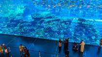 Dubai Mall Aquarium & Underwater Zoo with Penguin Cove Tickets 
