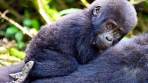 Classic Best Gorilla Experience & Northern Tanzania Expedition