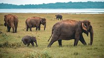 Afternoon Safari to Kaudulla National Park