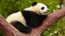 Chengdu Giant Panda Leisure Private Tour