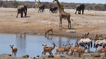 Experience Etosha, Brandberg &Twyfelfontein with a Taste of the Coast of Namibia
