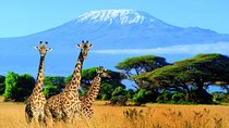Kilimanjaro Special-( Tsavo West, Amboseli & Tsavo East Safari) (MINIMUM 2 PAX)