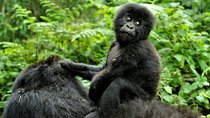 2 days Uganda Gorilla trekking 
