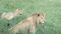 6 Days Serengeti Migration Safari