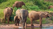Chobe Full Day Safari Trip-Botswana