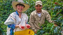 Cali: Coffee Tour - Discover the secrets of 100% Colombian coffee