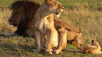 2 Days Masai Mara Budget Safaris