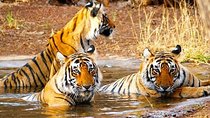 Golden Triangle Tour with Wildlife / Taj & Tiger
