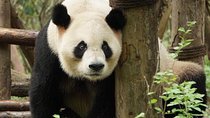 Private Full-Day Tour: Chengdu City Highlights