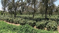 Visit Arusha Coffee Plantation Day Tour
