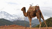 a day in the valley of the ourika and the atlas with a camel ride