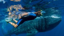 A Lifetime Experience: Whale Shark Snorkeling Tour