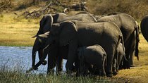 5 Day Victoria Falls and Hwange National Park Accommodated Safari Tour
