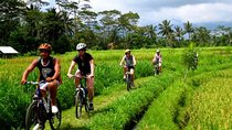 Rice Paddy Cycling Tour