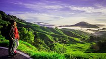 Full-day Cameron Highlands Day Trip from Kuala Lumpur