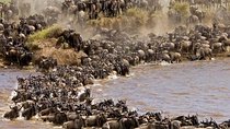 3 Days Masai Mara By Flight from Mombasa/Diani (min 2 Pax)