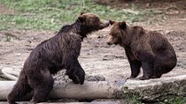 Bear watching experience near Brasov