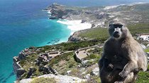  Cape Peninsula Full Day Tour in Private Car