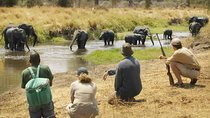 Three days Mikumi National Park, game drive and walking safari inside the park