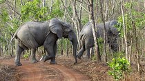5 Days Adventurous Wildlife Safari in Mole National Park, Ghana