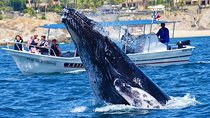 SMALL GROUP Whale Watch | Cabo San Lucas | Biologist | FREE Pics 