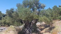 Oldest Olive Tree With Tasting And Lunch