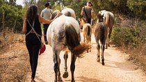 Horse Sanctuary: A nature walk with Rescued Horses by your side