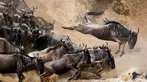 4 Days Joined Group Safari Serengeti,Ngorongoro and Tarangire National Parks