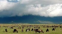 3 Days Joined Group Safari Ngorongoro,Lake Manyara and Tarangire National Park
