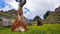 Machu By Train (Day Trip)