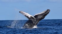 PRIVATE Whale Watch Tour | Cabo San Lucas | Biologist | FREE Pics