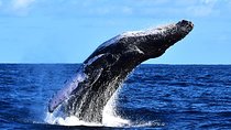 ZODIAC Whale Watch Tour | Cabo San Lucas | Biologist | FREE Pics