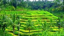 Ubud: Holy Water Temple, Volcano View, Rice Terrace, MonkeyForest