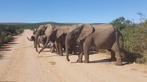 Full day big 5 addo Safari