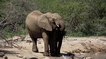 A Full Day Safari Tour to the Hluhluwe Imfolozi Big 5 Game Reserve