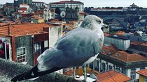 Tour HD Porto 4 hours