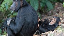 3 Days Chimpanzee Tracking-Gombe National Park