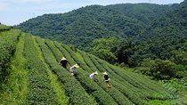 Yilan Rural Tea Picking Experience from Taipei City