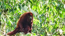 Howler Monkeys & Birds Hiking Gallery Forest