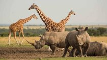 1 Day Olpajeta Conservancy From Nairobi (minimum 2 Pax)