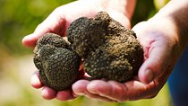 Istria: Truffle Hunting, Slovenia