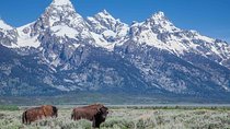 Grand Teton Wildlife Safari Tour