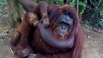 Orang Utan Sanctuary "Man Of The Forest" + Ipoh (Guided Tour)