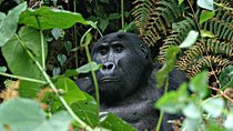 3 days Uganda Gorilla safari tour with relaxation on Lake Bunyonyi