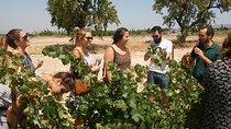 Private Wine Tour with Wine Tasting and Full Lunch (day trip)